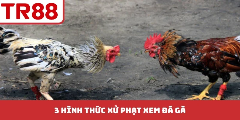3 hình thức xử phạt xem đá gà