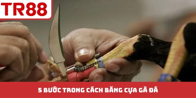 5 bước trong cách băng cựa gà đá