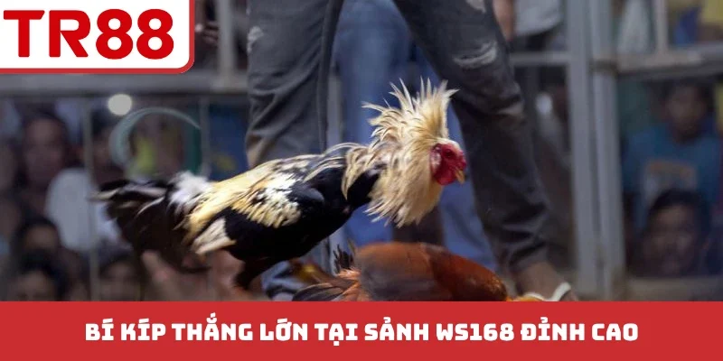 Bí kíp thắng lớn tại sảnh Ws168 đỉnh cao
