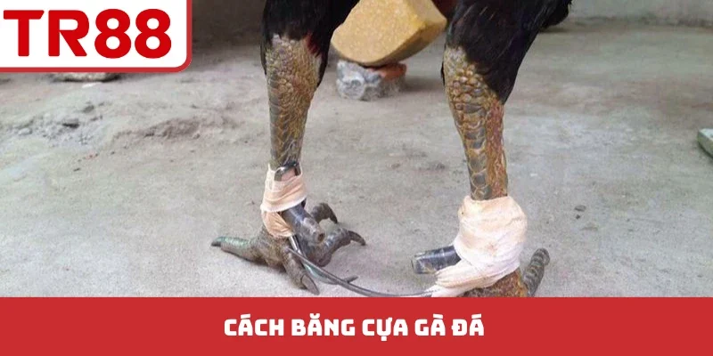 Cách Băng Cựa Gà Đá