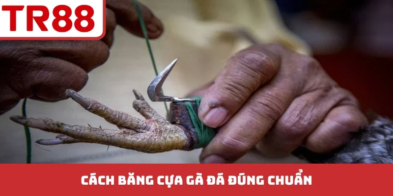 Cách băng cựa gà đá đúng chuẩn