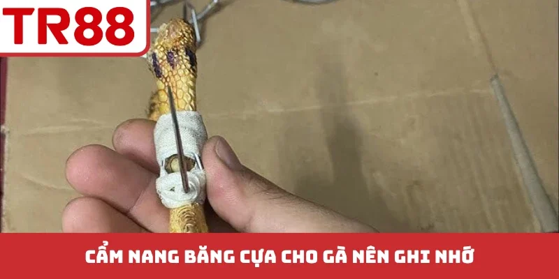 Cẩm nang băng cựa cho gà nên ghi nhớ