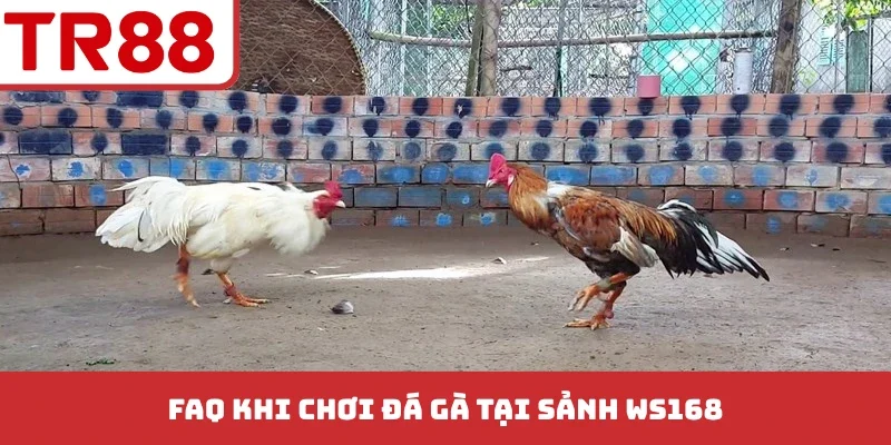 FAQ khi chơi đá gà tại sảnh Ws168
