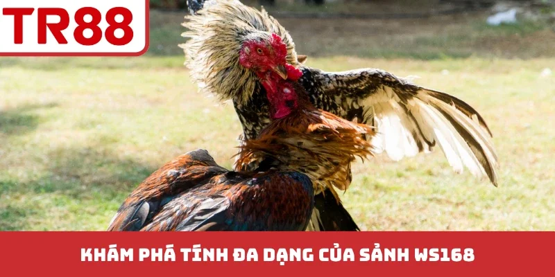 Khám phá tính đa dạng của sảnh Ws168