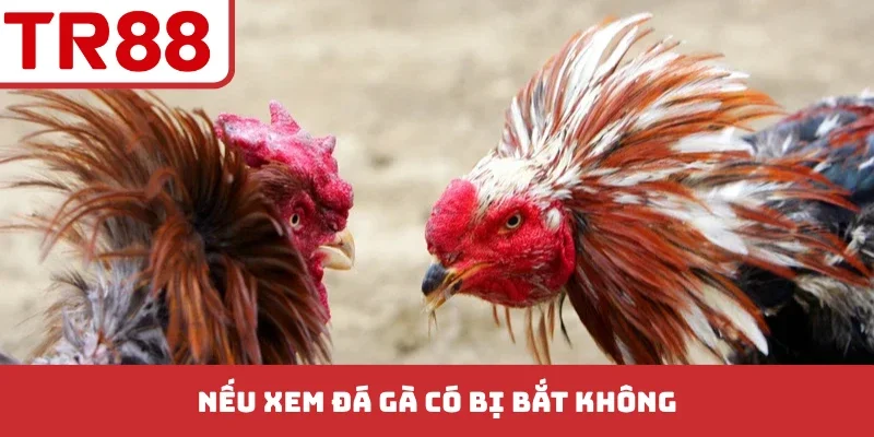 Xem Đá Gà Có Bị Bắt Không