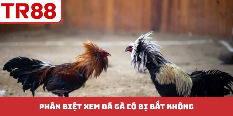 Phân biệt xem đá gà có bị bắt không