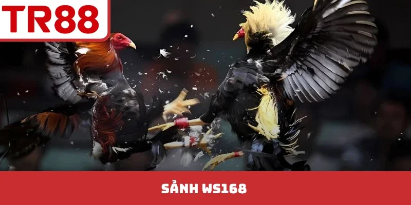 Sảnh Ws168