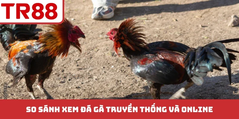 So sánh xem đá gà truyền thống và online