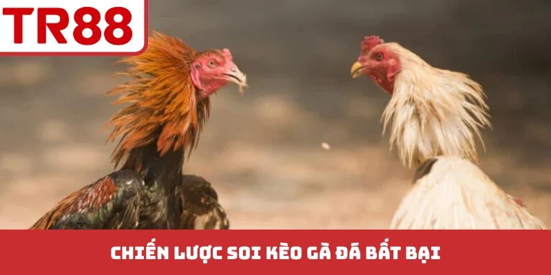 Chiến lược soi kèo gà đá bất bại
