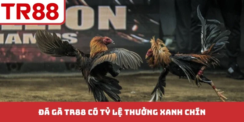 Đá gà TR88 có tỷ lệ thưởng xanh chín