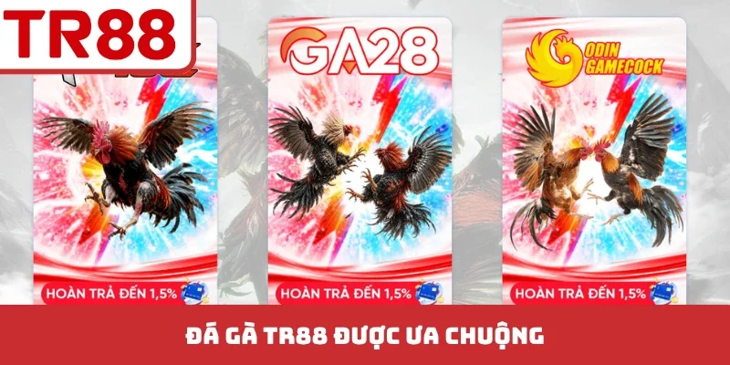 Đá gà TR88 được ưa chuộng