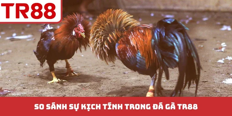 So sánh sự kịch tính trong đá gà TR88